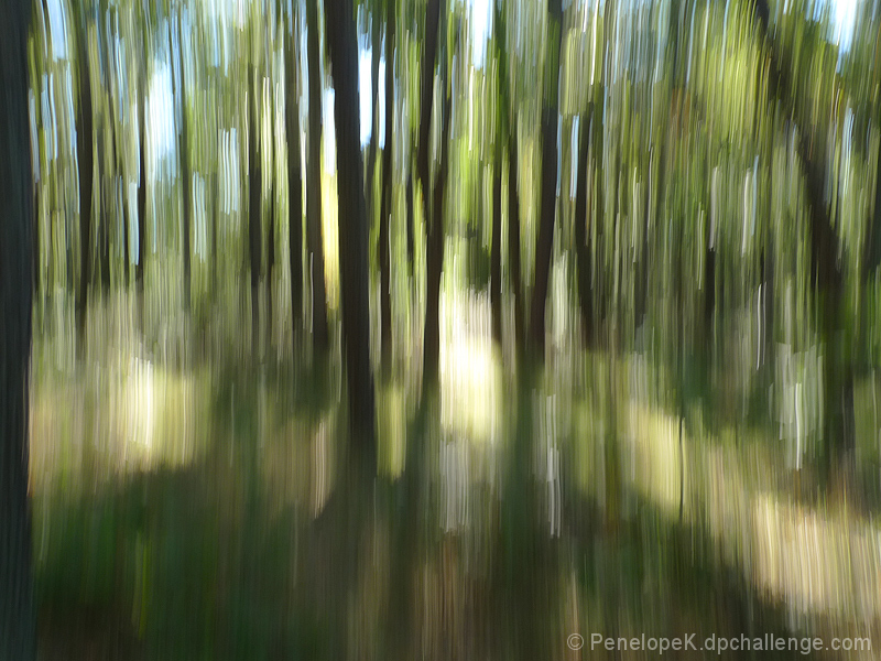 Pine Defined