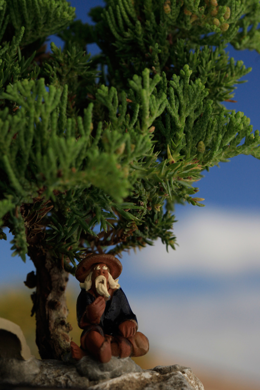 Under the Bonsai