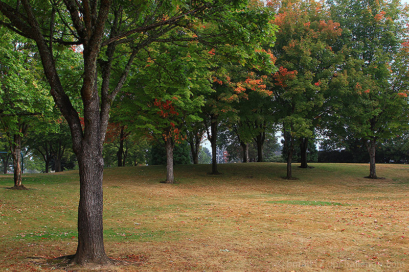 Early Fall