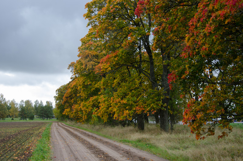 Road along colorful autumn 