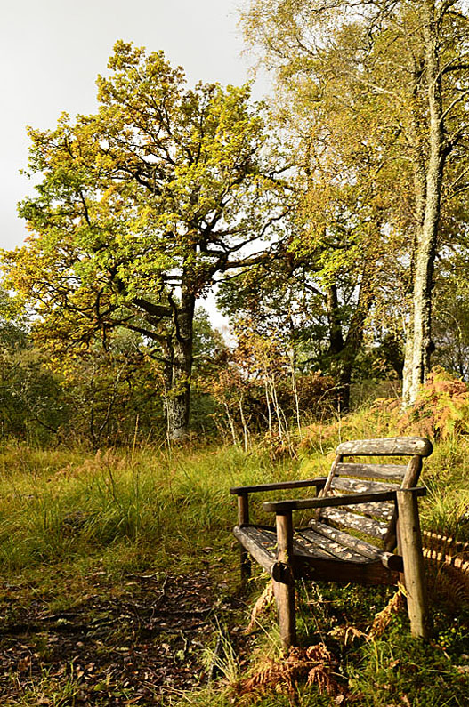 Wooden Bench