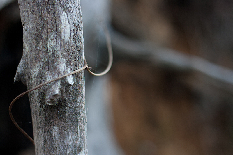 Dead Tree - Minimal Edit