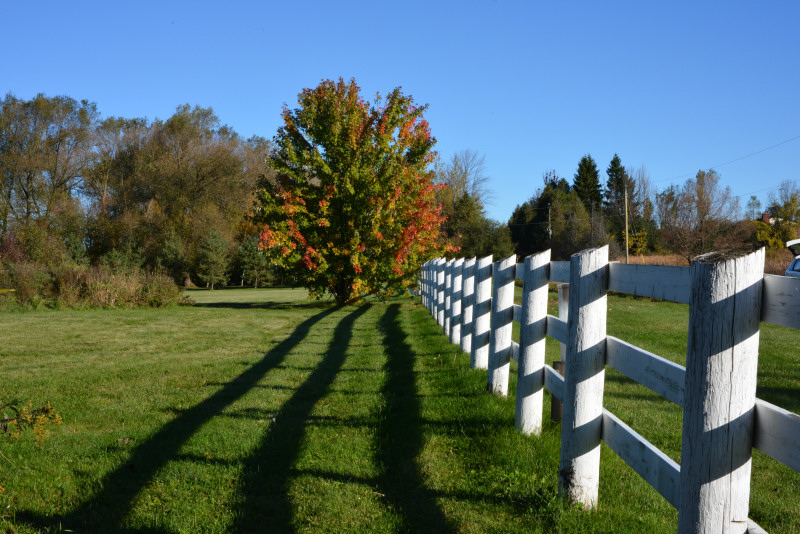 White Fence & Tree
