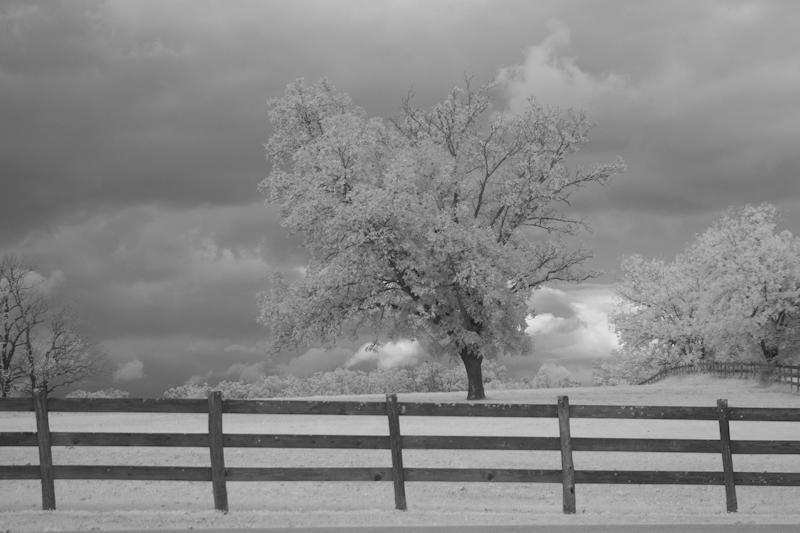 The Trees of Mars