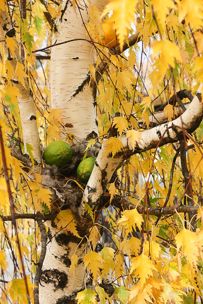 Tree with citrus