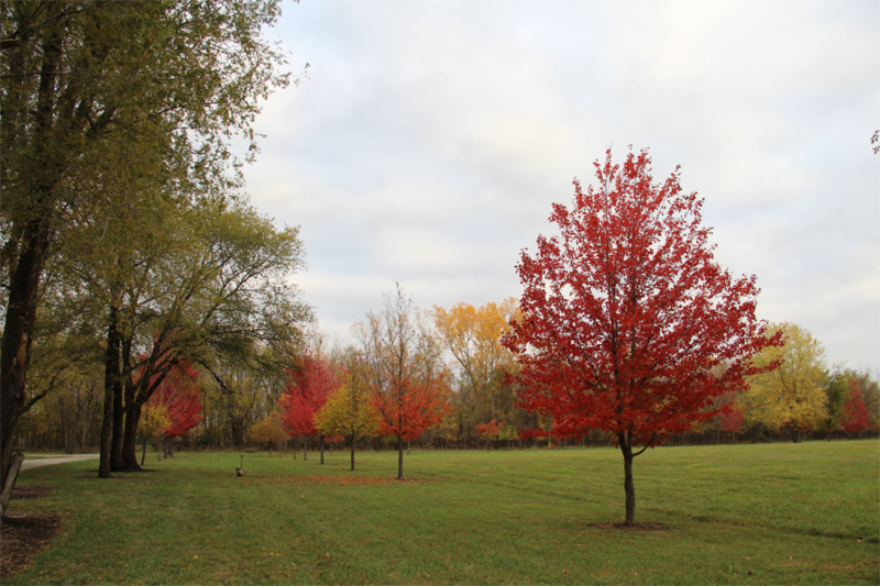 Autumn and its many colours