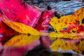 Caught in the Creek