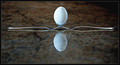 reflected eggsistance