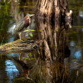 Reflections upon the Everglades