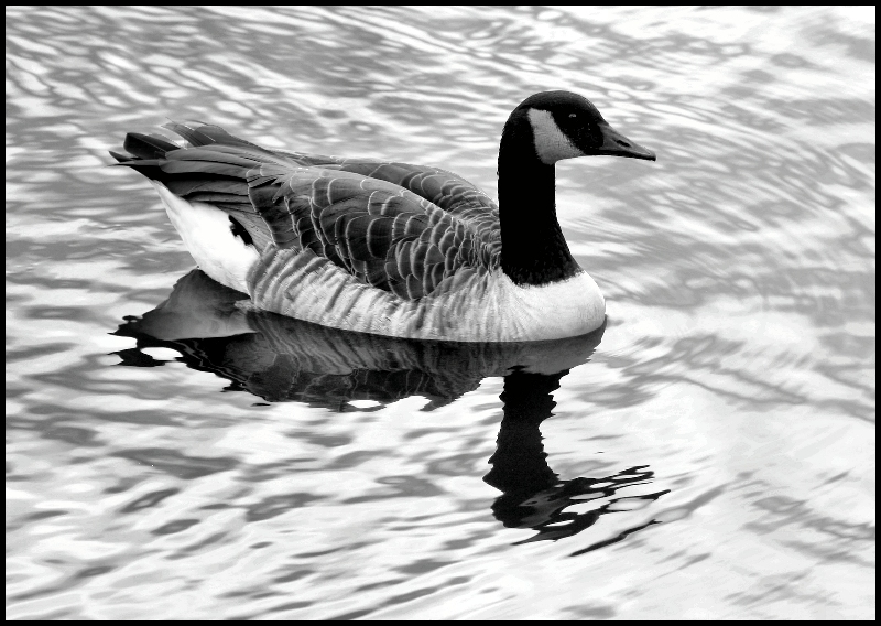 Rippled Mirrors