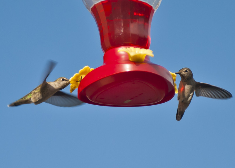 The Feeder