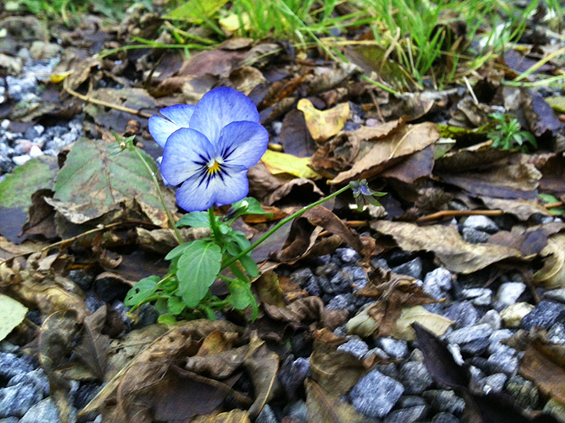 autumn denied by this brave pansy