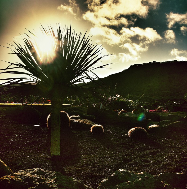Desert Morning