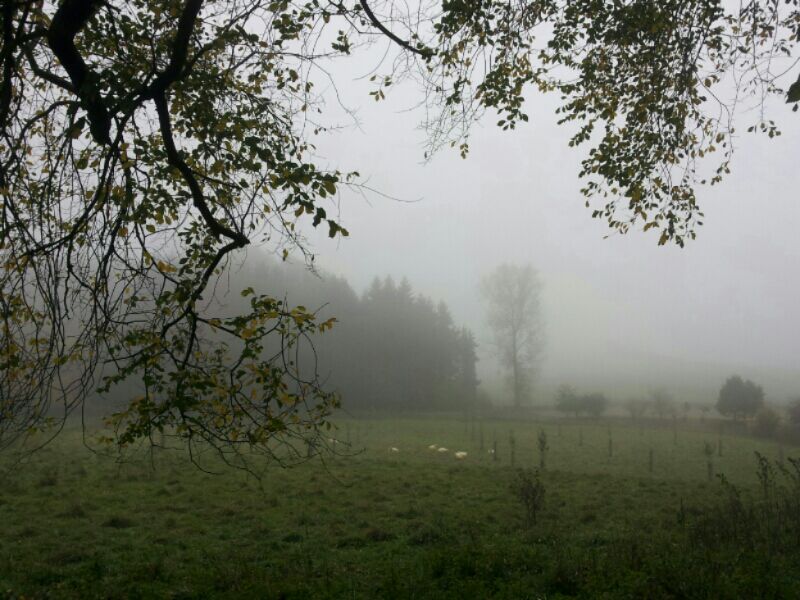 Trees, sheep and fog