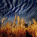 Wimmera Wheat