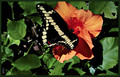 Hibiscus & Butterfly