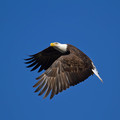 Conowingo Eagle