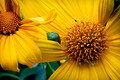 ~ Mexican Sunflower ~