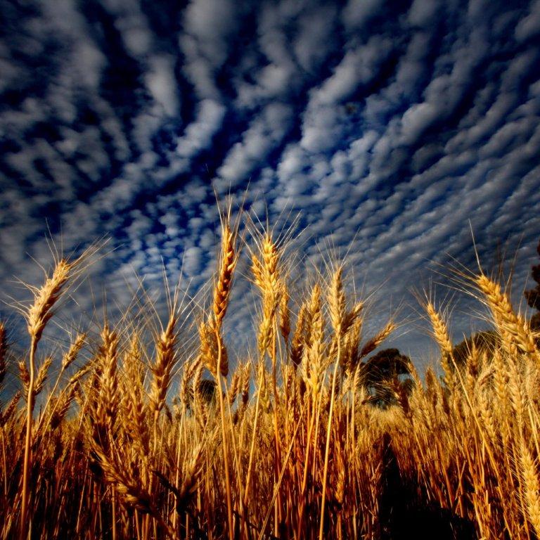 Wimmera Wheat