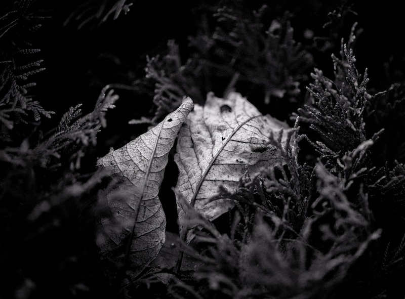 FALLEN