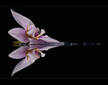 Orchid On The Steinway / Reprise by h2
