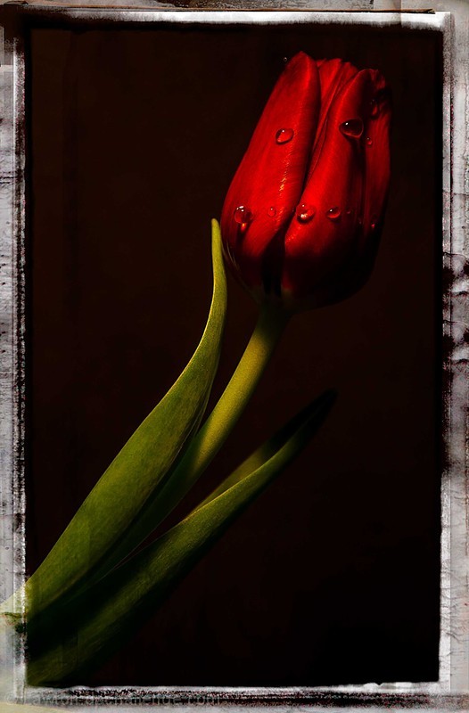 Tribute to/ alone in the light by indigo 997