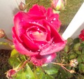 The shine of a simple rose