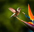 Hummingbird in Paradise