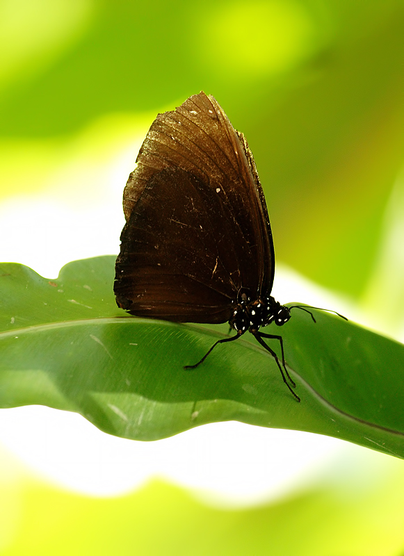 Geriatric Butterfly