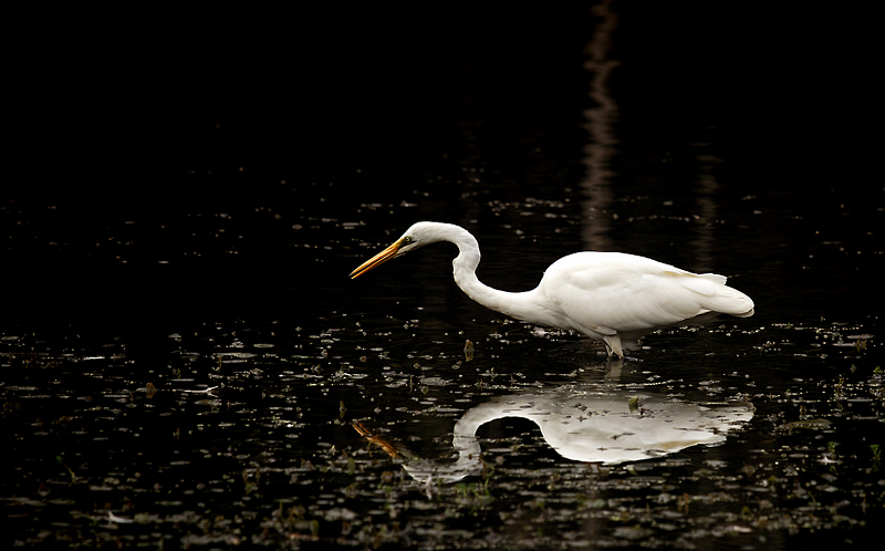 waiting for a fish