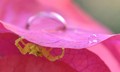 Flower petal as a natural UMBRELLA for our friendly neighbourhood SPIDER (MAN)