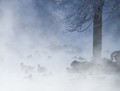 Morning Mist
