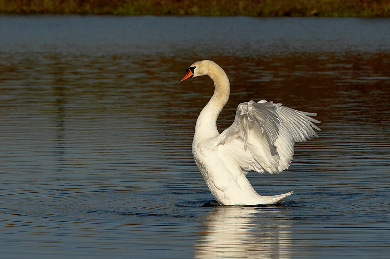 Jubilee River Swan