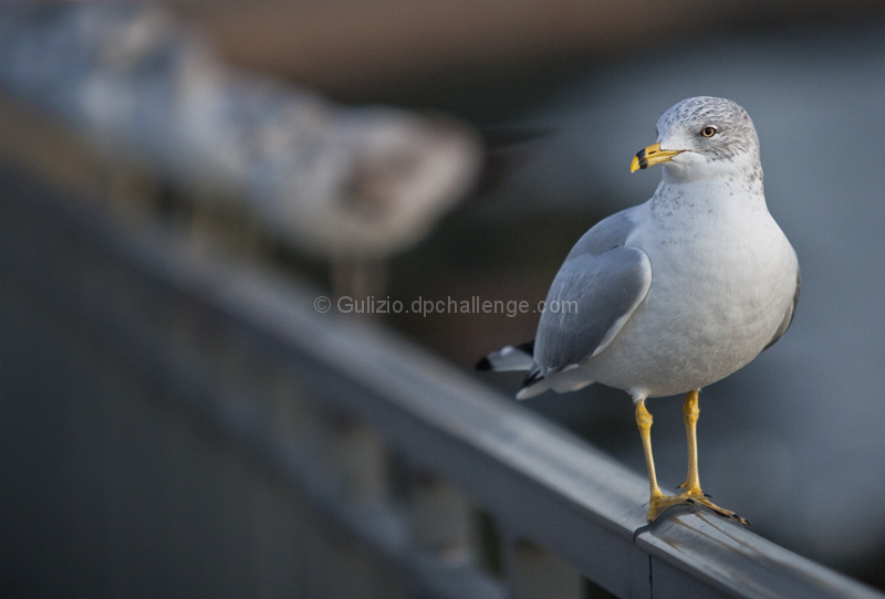 Leader of the Flock