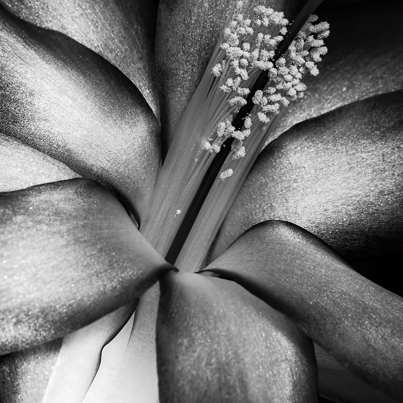 Schlumbergera