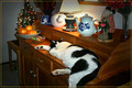 Feline Navidad