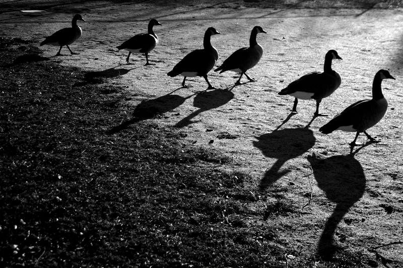 six geese a-swaying