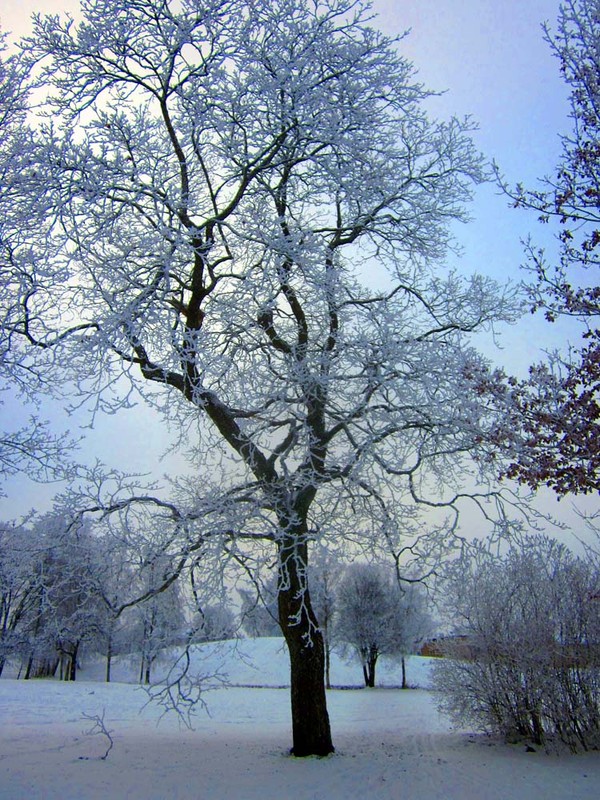 Blue Christmas