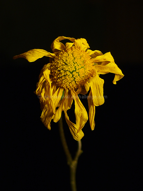 Wilting Beauty