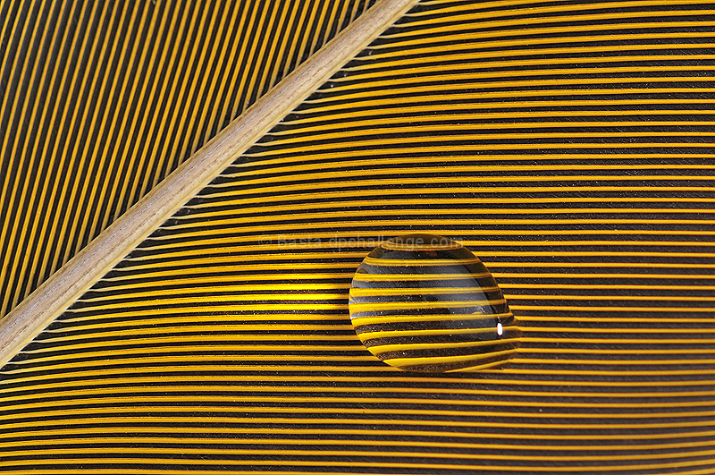 Lines