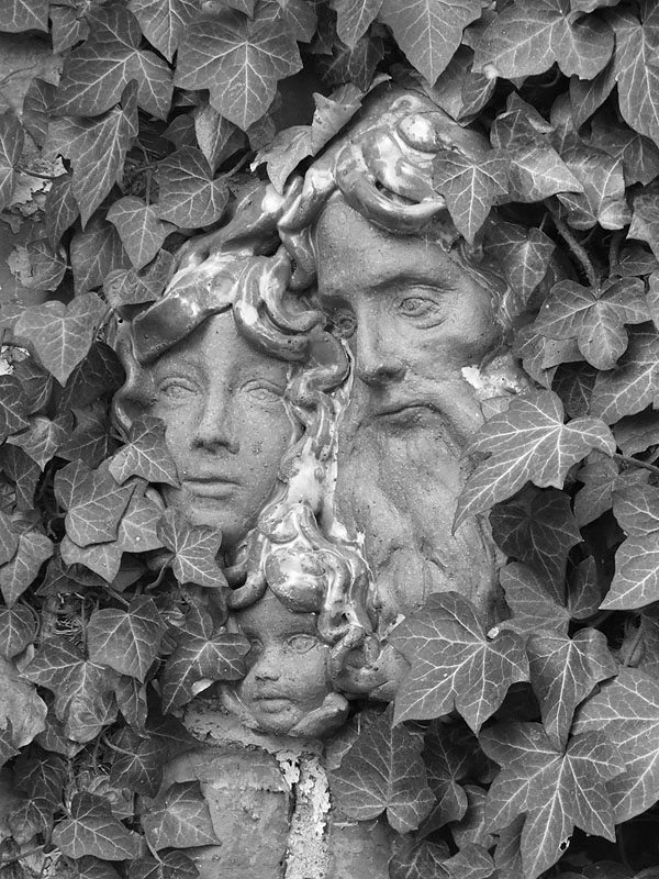 Faces in the Ivy