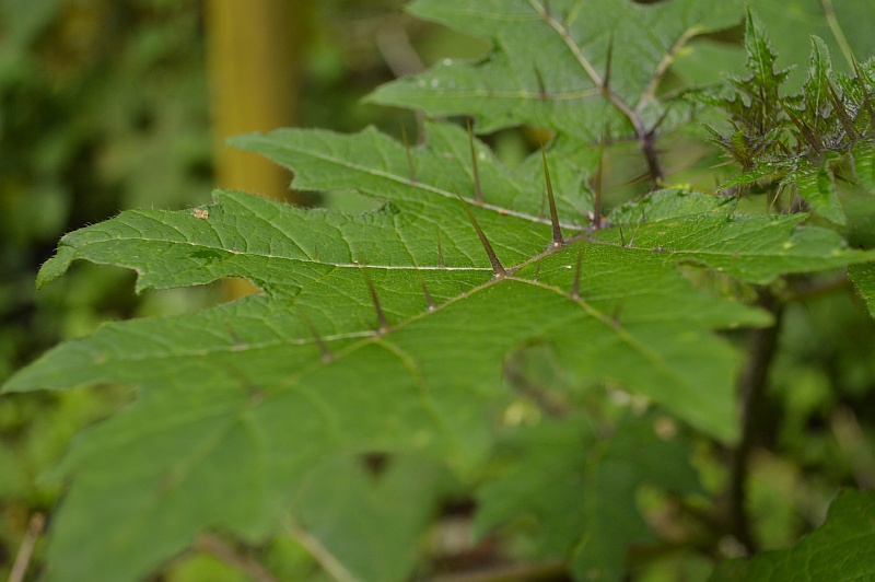 Inedible Leaf