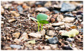 The Sapling - Beginning of Life