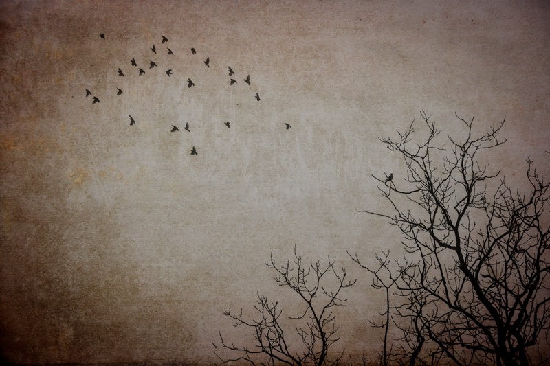 December Birds