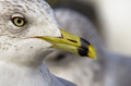 Portrait of a Seagull 