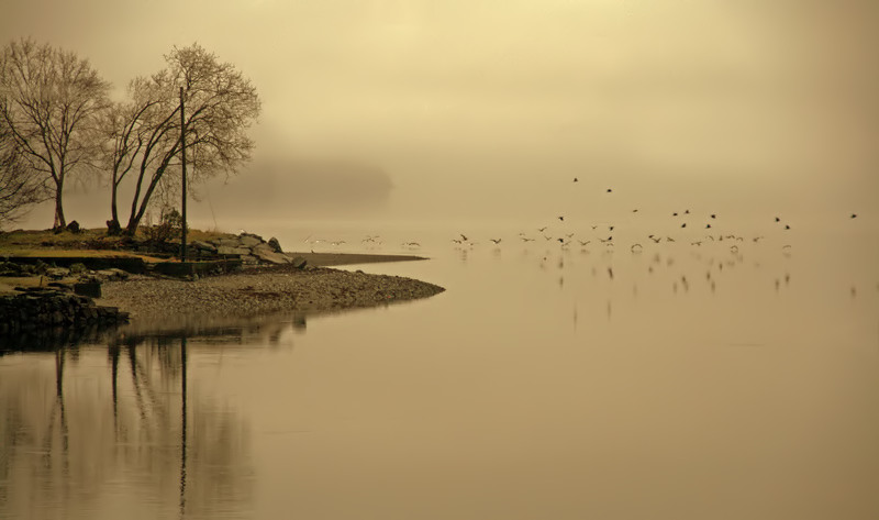 Birds In The Mist 