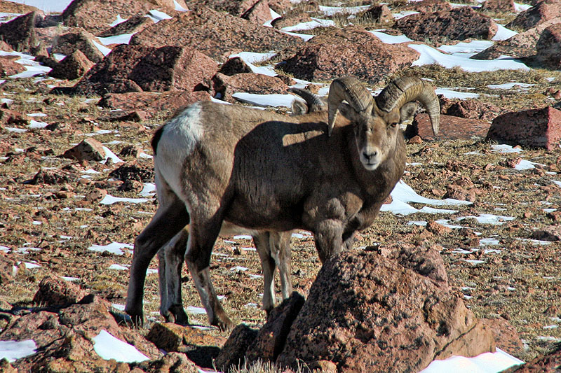 Found them at 13,000' elevation