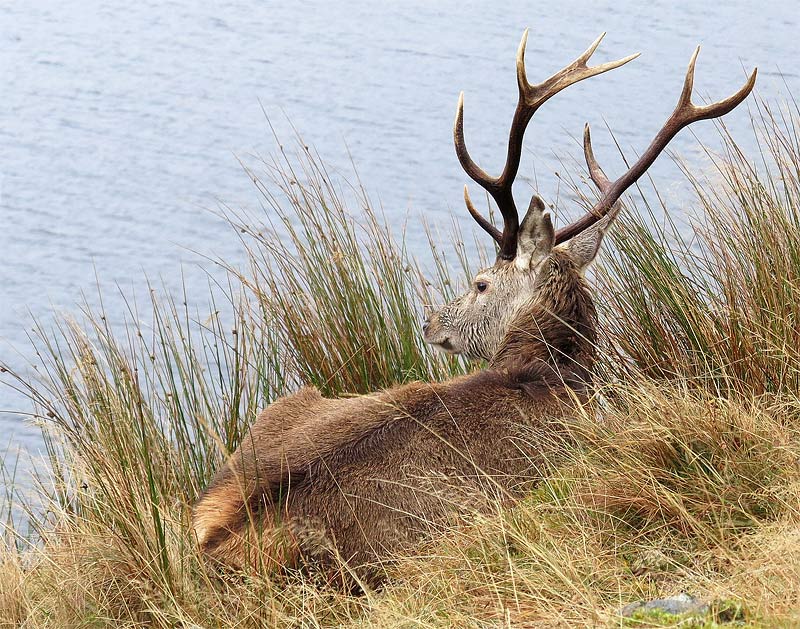 Stag relaxing on the lakeshore