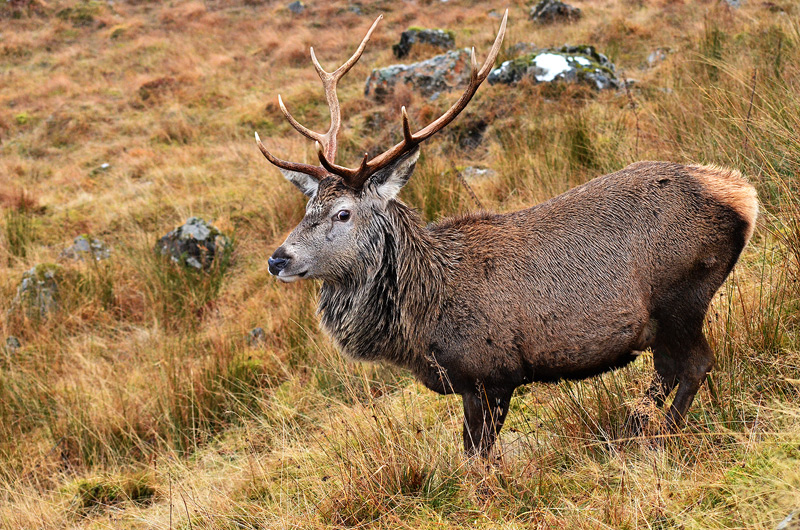 Master of the Glen