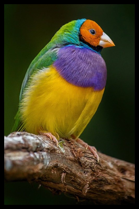 Rainbow Finch by neilmwilson - DPChallenge